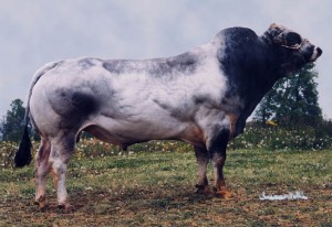 Read more about the article Bull Nostalgia: Baffo
