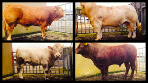 Read more about the article Gene Ireland AI Bulls for Sale