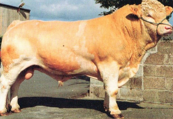 Read more about the article Bull Nostalgia: Mountroyal Western