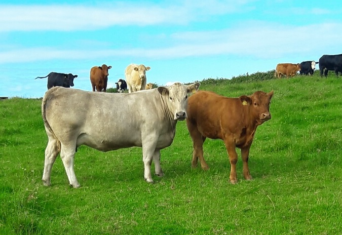 Read more about the article Gene Ireland Progeny – First GI Sired Heifer to Calve