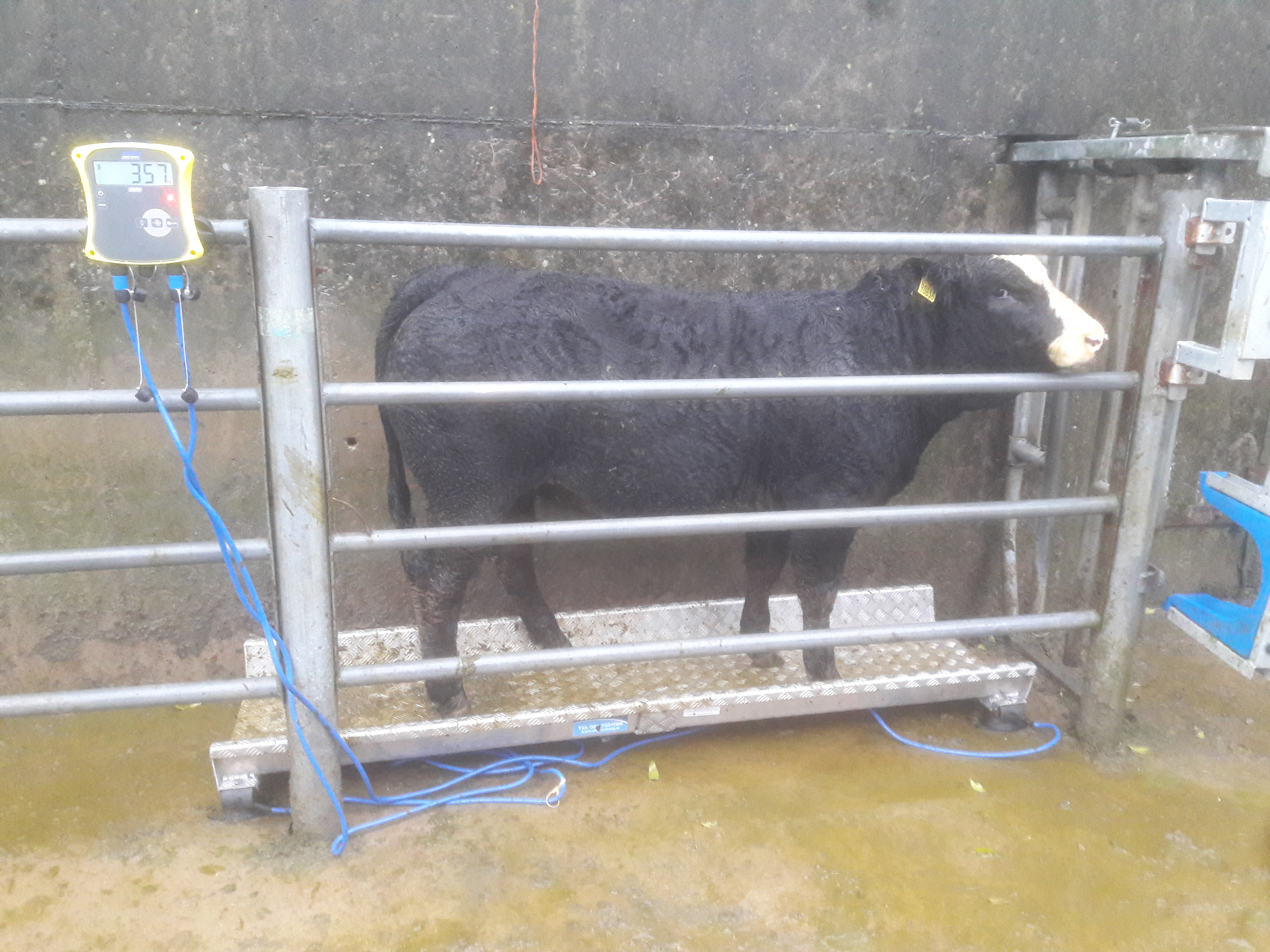 Read more about the article Gene Ireland Progeny – Seepa Fionn (SI2158)