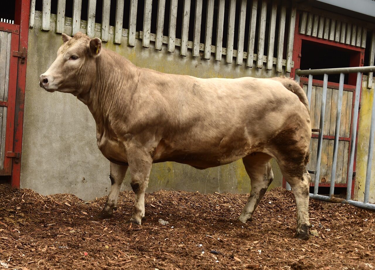 Read more about the article First Suckler bred heifers slaughtered from Tully