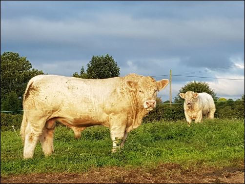 Read more about the article ICBF Stockbull Finder‘ makes a great start
