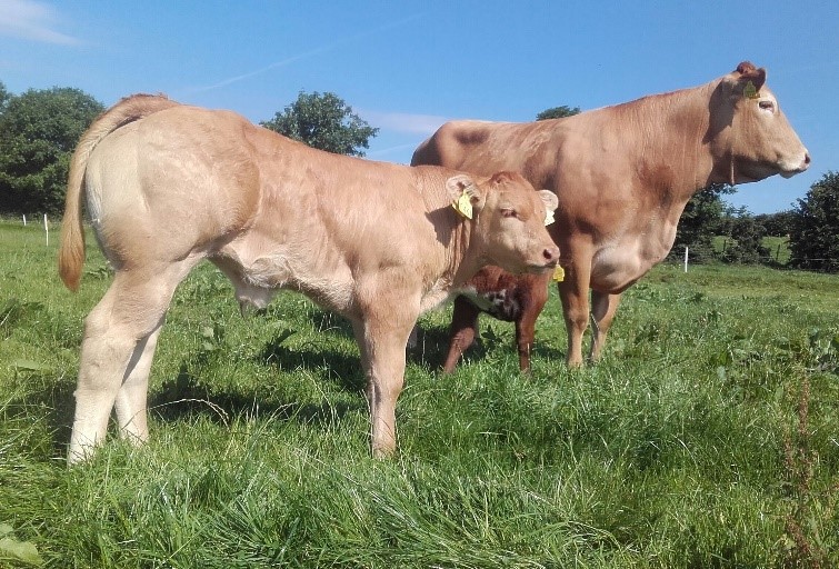 Read more about the article The Future looks bright for Co. Laois Limousin Breeder