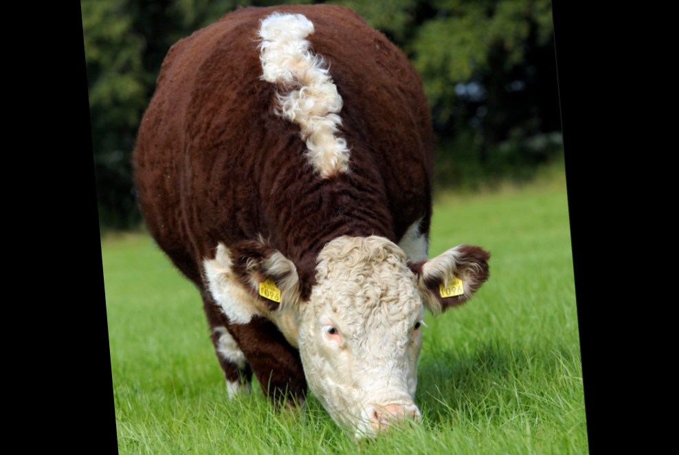 Read more about the article Over 60 years of pedigree breeding for Co. Offaly farmer