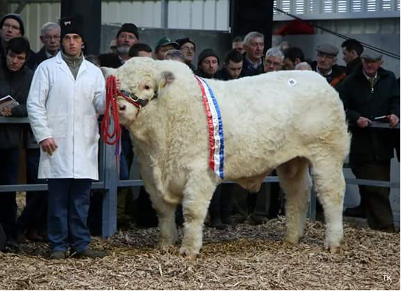Read more about the article Exciting times for Beef Gene Ireland