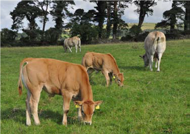 Read more about the article Pedigree Parthenaise herd seeing Genetic gain in Co. Wexford