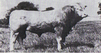 Read more about the article Bull Nostalgia: Janus