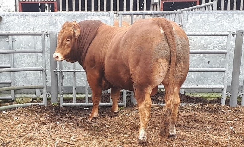 Read more about the article 12 Bulls make ‘E’ Grade at Tully
