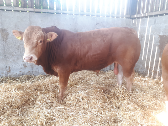 Read more about the article Gene Ireland Bull Keltic Isaac doing the business in pedigree herd!!