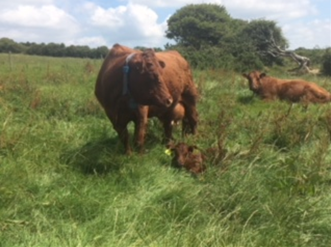 Read more about the article Replacement Index Driving performance for Salers and Simmental herd