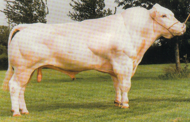 Read more about the article Bull Nostalgia – Elwin
