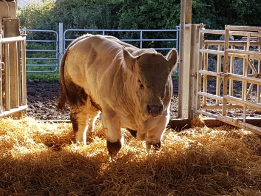 Read more about the article FAQ: How is my bull’s ‘Calving Difficulty %’ calculated?