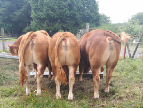 Read more about the article Stockbull Finder – breaking new records!