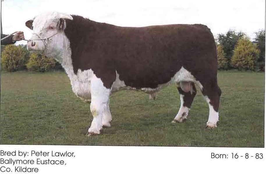 Read more about the article Influential Sires – Hereford