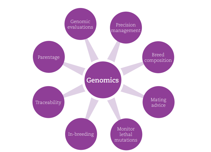 Read more about the article Advancements in genomic evaluations