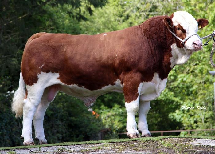 Read more about the article Most Popular Beef AI Sires in Dairy Herds – 2018
