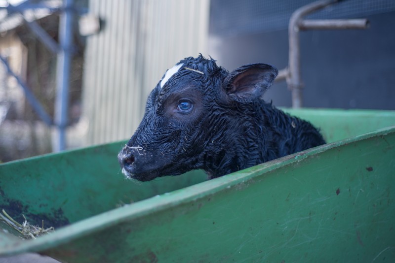 Read more about the article HerdPlus Dairy Calving Statistics 2021
