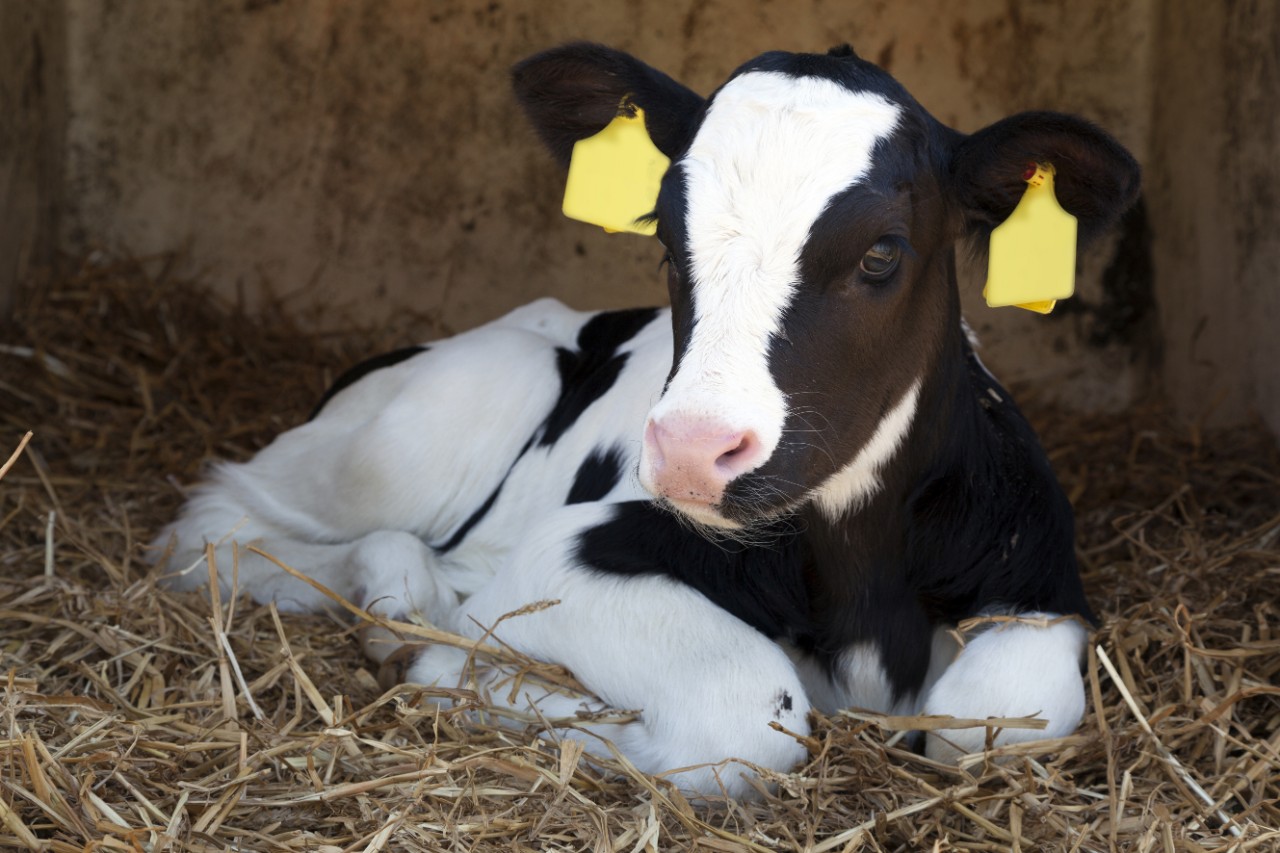 Read more about the article Stats Snippet – Most popular Sires of Dairy pedigree calves 2018