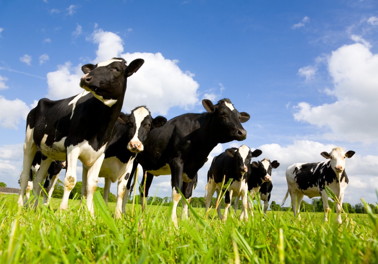 Read more about the article Video – Why Genotype your Dairy Females?