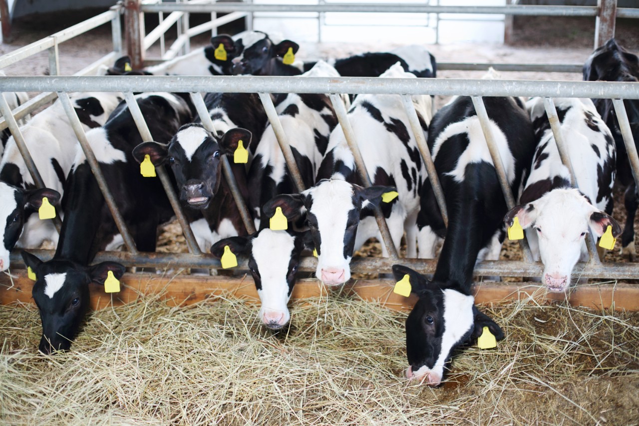 Read more about the article Dairy Gene Ireland Autumn Programme 2020
