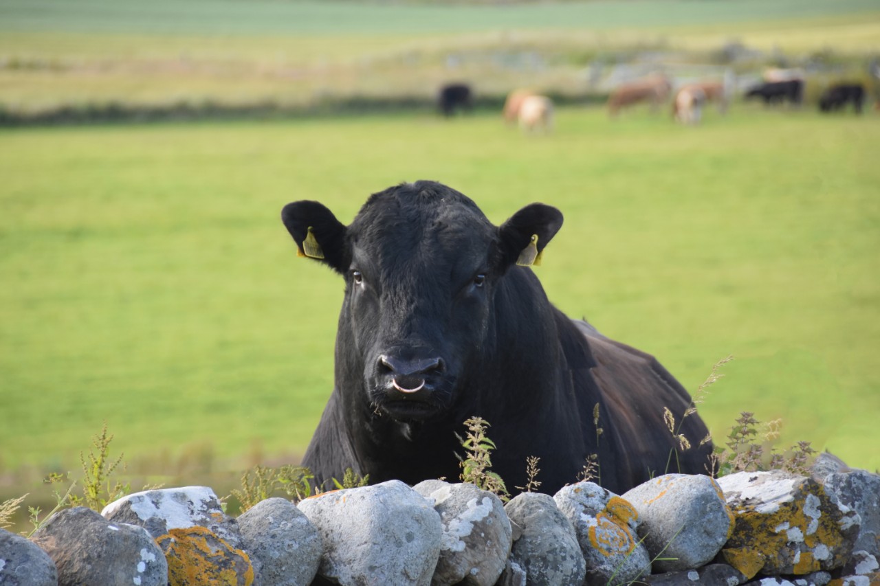 faq-how-is-a-bull-s-gestation-length-figure-calculated-icbf