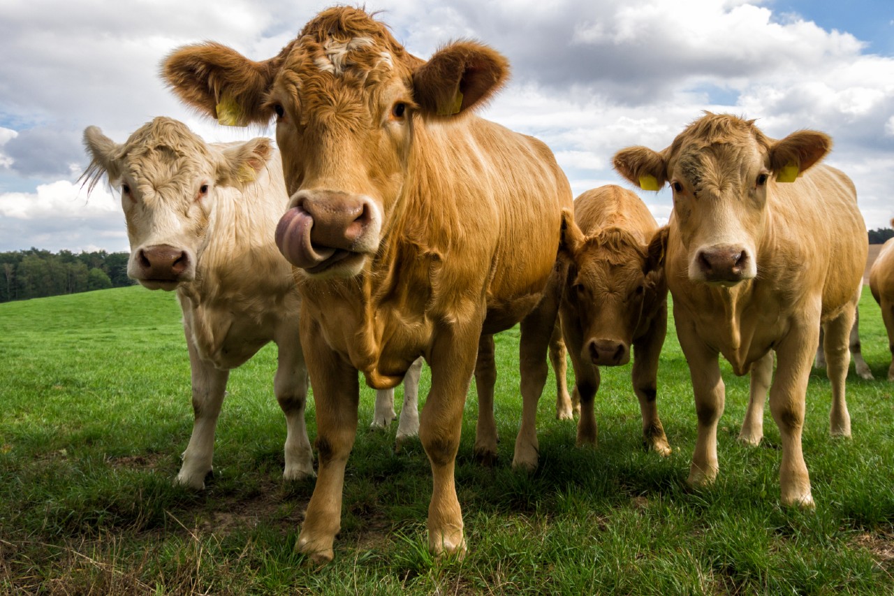 Read more about the article Over 140 BDGP Eligible Heifers for Sale in Elphin Today
