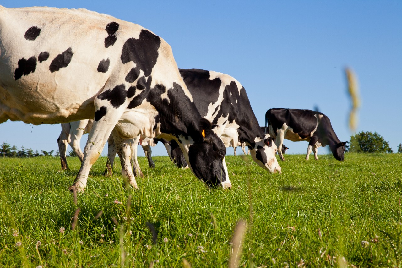 New Dairy Herd Key Performance Indicator (KPI) Dashboard