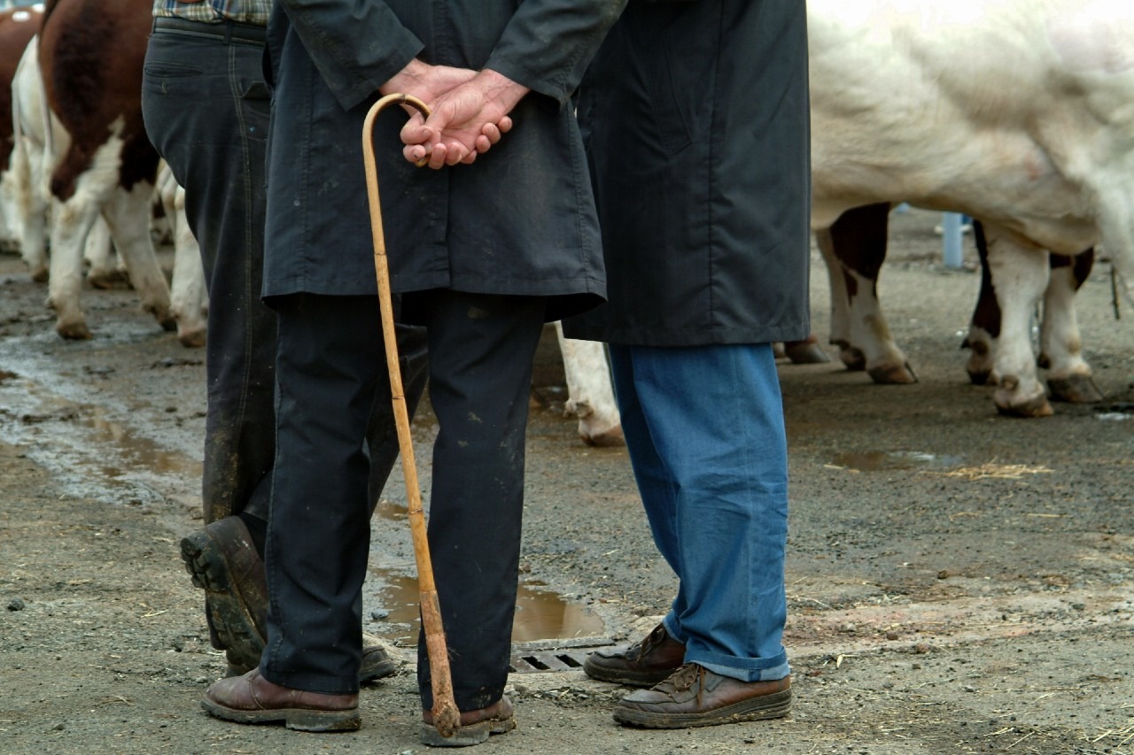 Read more about the article Kilkenny, Gort and Listowel all hosting BDGP eligible sales tomorrow