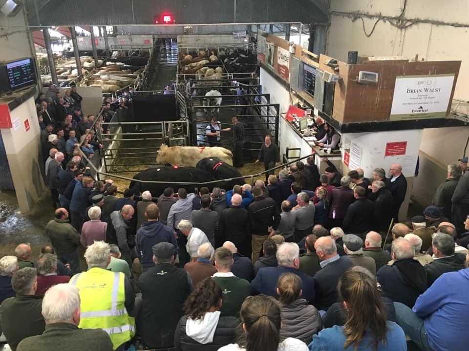 Read more about the article Gortatlea Mart to Host BDGP Eligible Sale