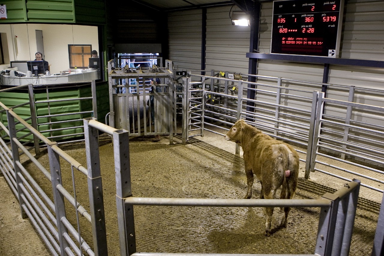 Read more about the article Over 200 BDGP Eligible Heifers on Sale at Roscrea Mart