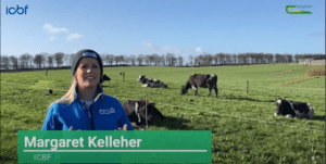 Read more about the article Breeding Week – Using teams of bulls equally