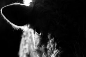 Read more about the article Most Used Beef Sires in the Suckler Herd Spring 2022