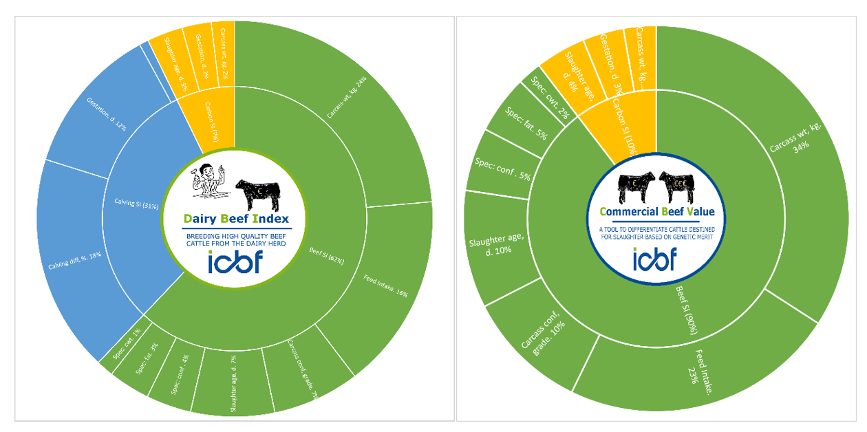 Dairy Beef Mating 2023 ICBF