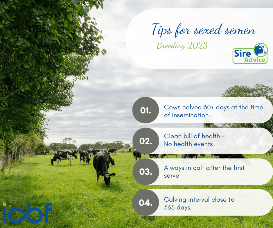 Tips for using sexed semen on cows