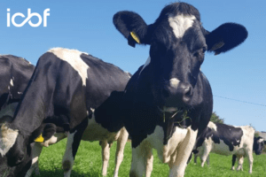 Read more about the article Dairy Farmers can amend their banding submission