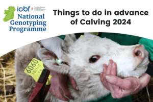 Read more about the article Are you in NGP? Here are some things to consider in advance of the 2024 Calving Season