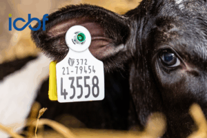 Read more about the article NGP: All You Need To Know Ahead of Calving 2026
