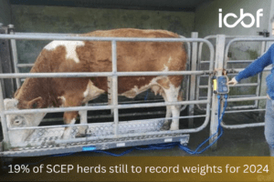 Read more about the article Weighing your animals for SCEP in 5 simple steps
