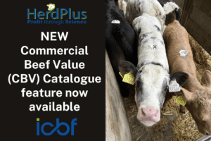 Read more about the article NEW Commercial Beef Value (CBV) Catalogue feature now available