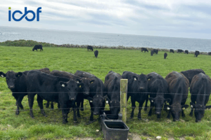 Read more about the article Maximise Dairy Beef Welfare Scheme Payments Through Accurate Sire Recording and Eligibility Checks On ICBF