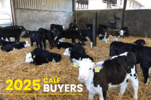 Read more about the article ICBF Calf Buyer Information Evenings