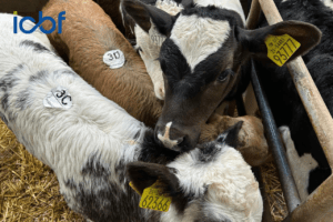 Read more about the article Purchasing calves this Spring? Here’s all you need to know about the Commercial Beef Value (CBV)