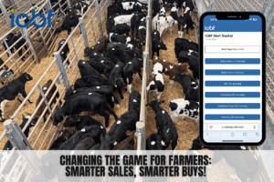 Read more about the article Revolutionising the Ring: ICBF Mart Tracker Benefits Buyers and Sellers
