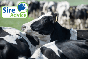 Read more about the article ICBF Sire Advice Updates
