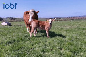 Read more about the article Replacement Index Delivering on Weaning and Carcass