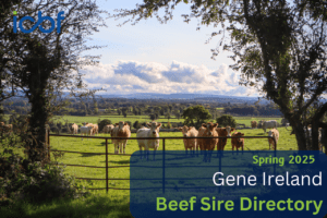 Read more about the article Launch of the 2025 Suckler Beef Gene Ireland Programme
