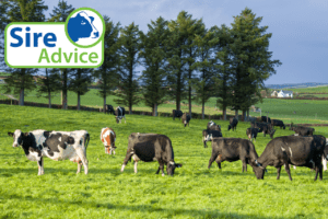 Read more about the article Maximise the genetic gain in your herd this breeding season with Sire Advice