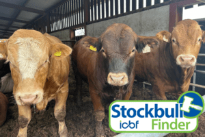 Read more about the article Selling a bull? Upload photos to the Stockbull finder to increase sales!