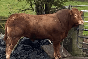 Read more about the article Stockbull Finder – Buyer – Caroline & Charles Colthurst